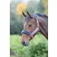 Shires Stripe Headcollar In Pink