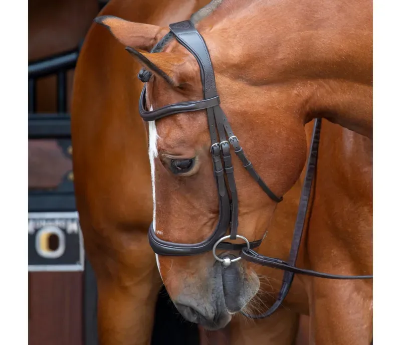 Velociti Ergononic Cavesson Bridle in Havana