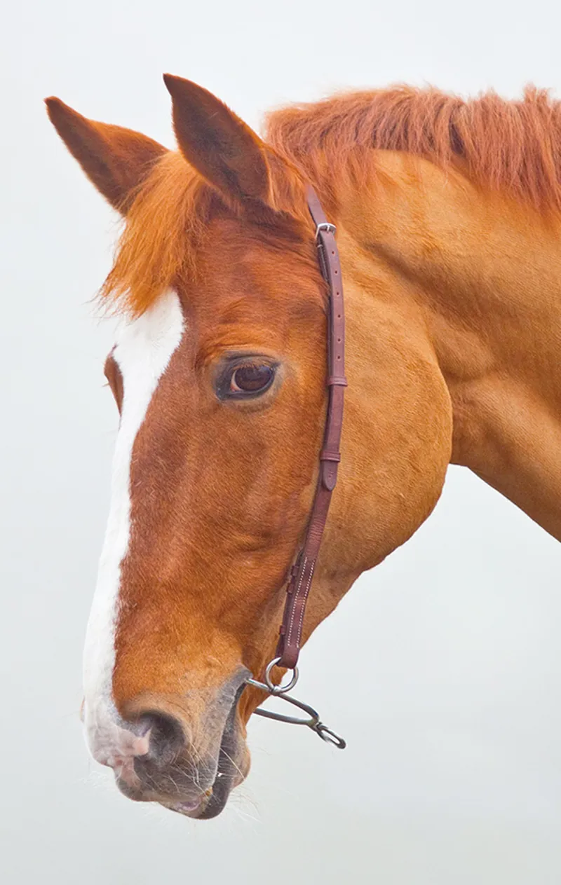 Blenheim Chifney Bit Strap.