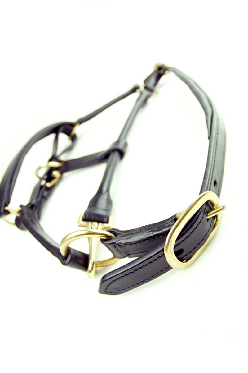 Dever Ascot Leather Padded Head Collar-1