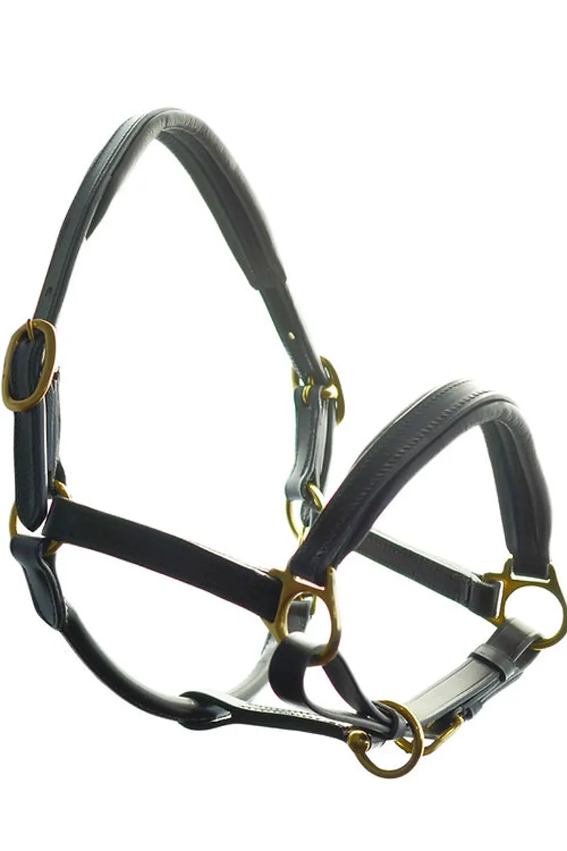 Dever Ascot Leather Padded Head Collar
