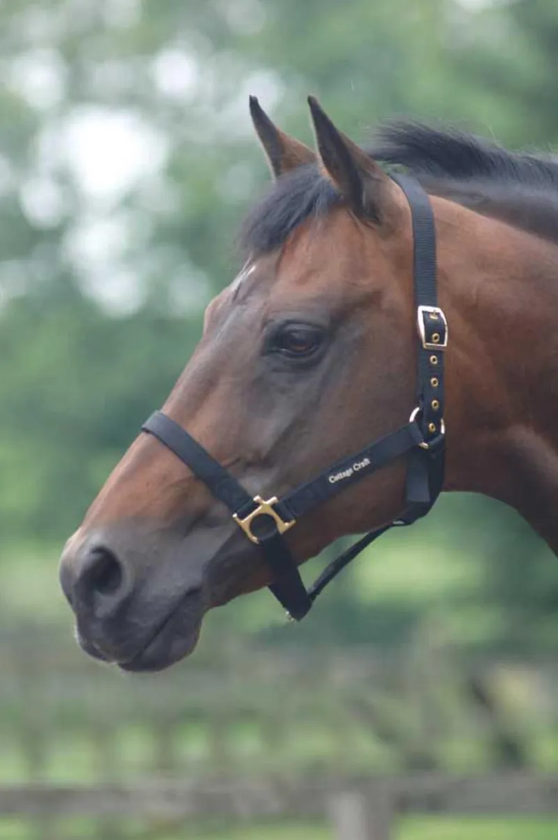 Cottage Craft Standard Headcollar in Black