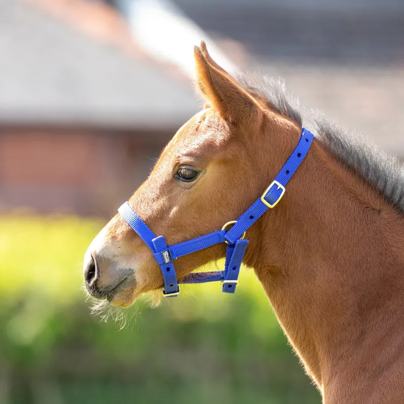 Arma Foal Headcollar in Royal-2