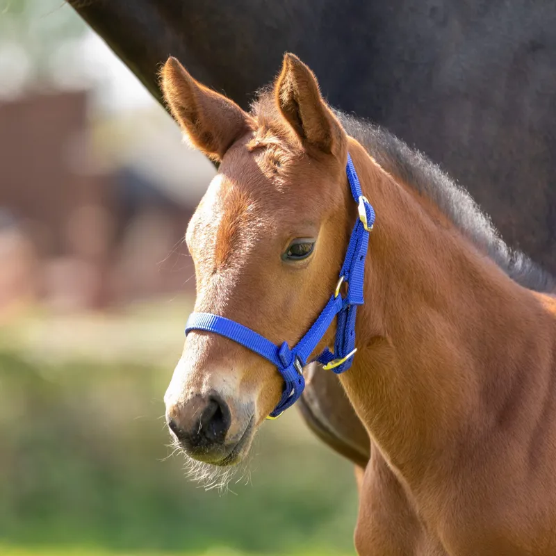Arma Foal Headcollar in Royal-1