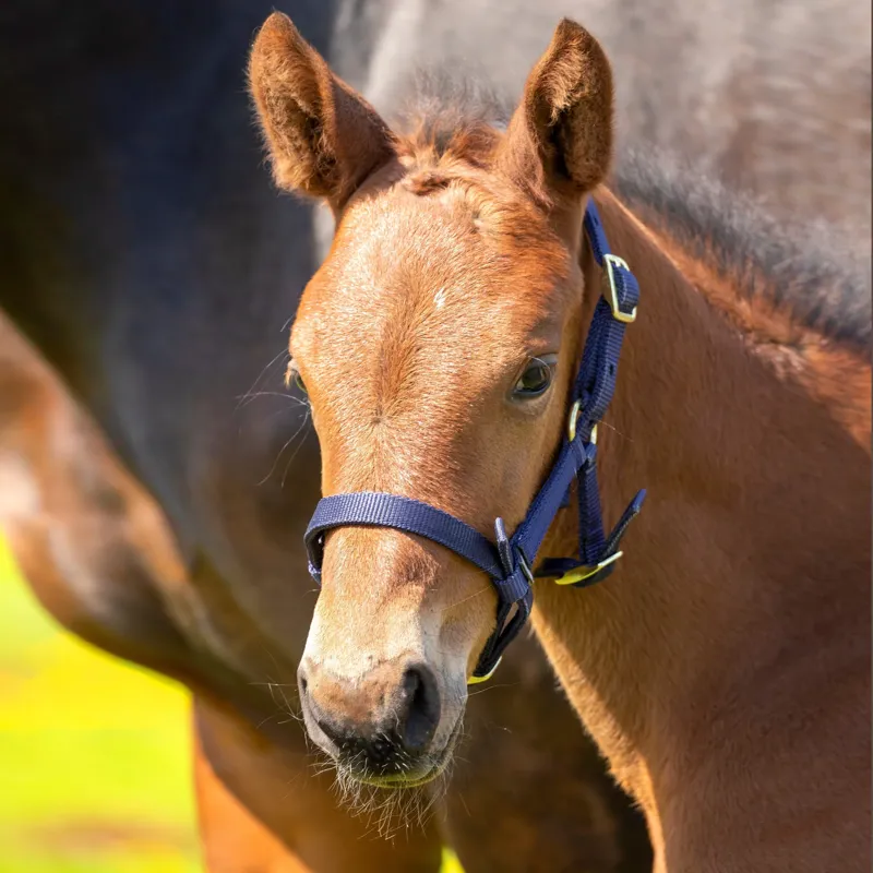 Arma Foal Headcollar in Navy-1