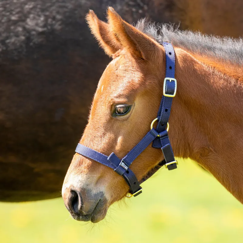 Arma Foal Headcollar in Navy-2