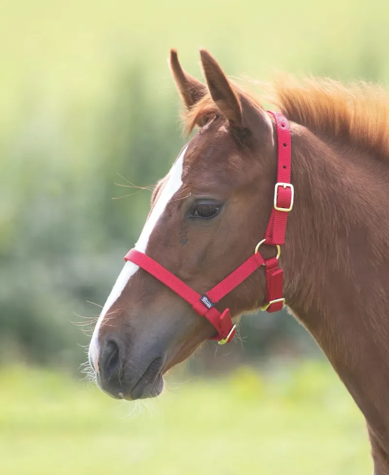 Arma Foal Headcollar in Red-1