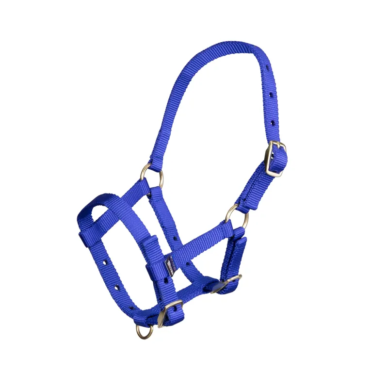 Arma Foal Headcollar in Royal