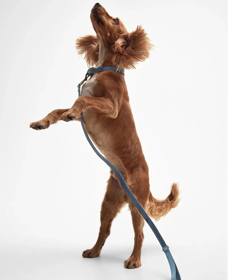 Barbour Leather Dog Lead in Blue-1