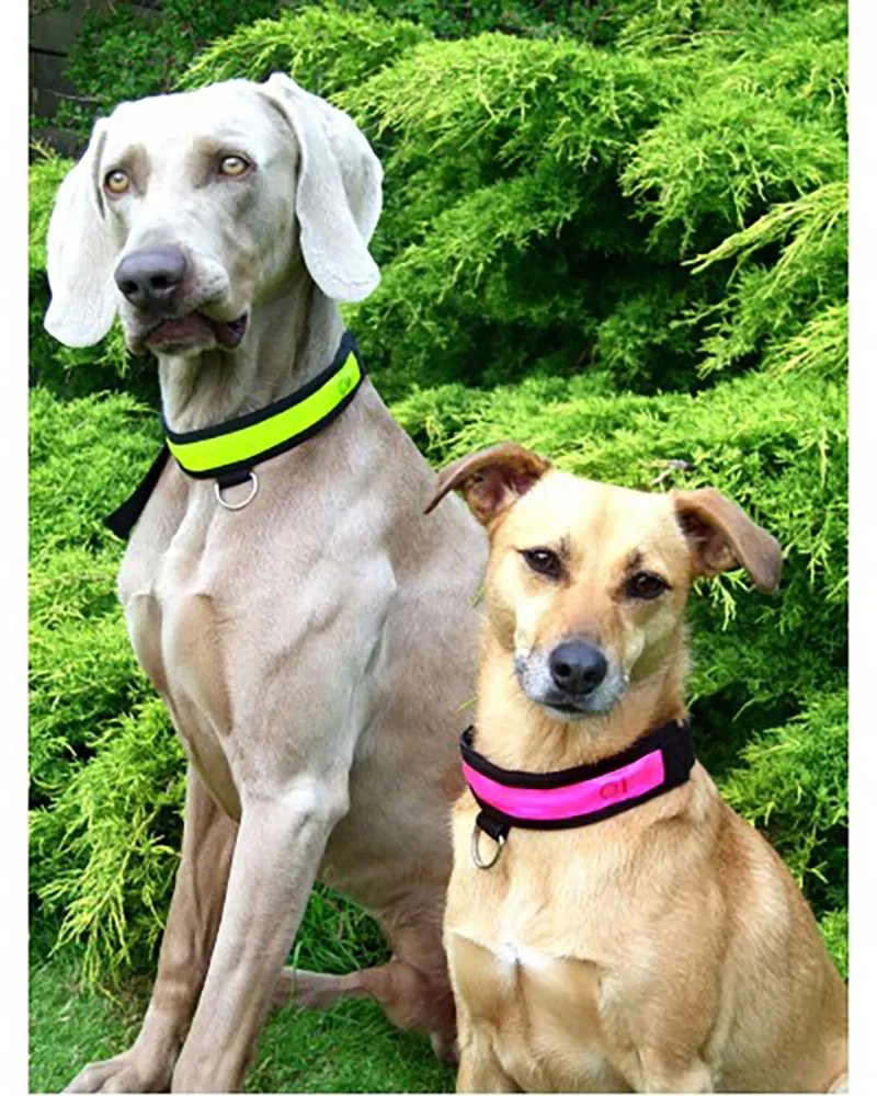 Equisafety LED Flashing Dog Collar in Yellow size L