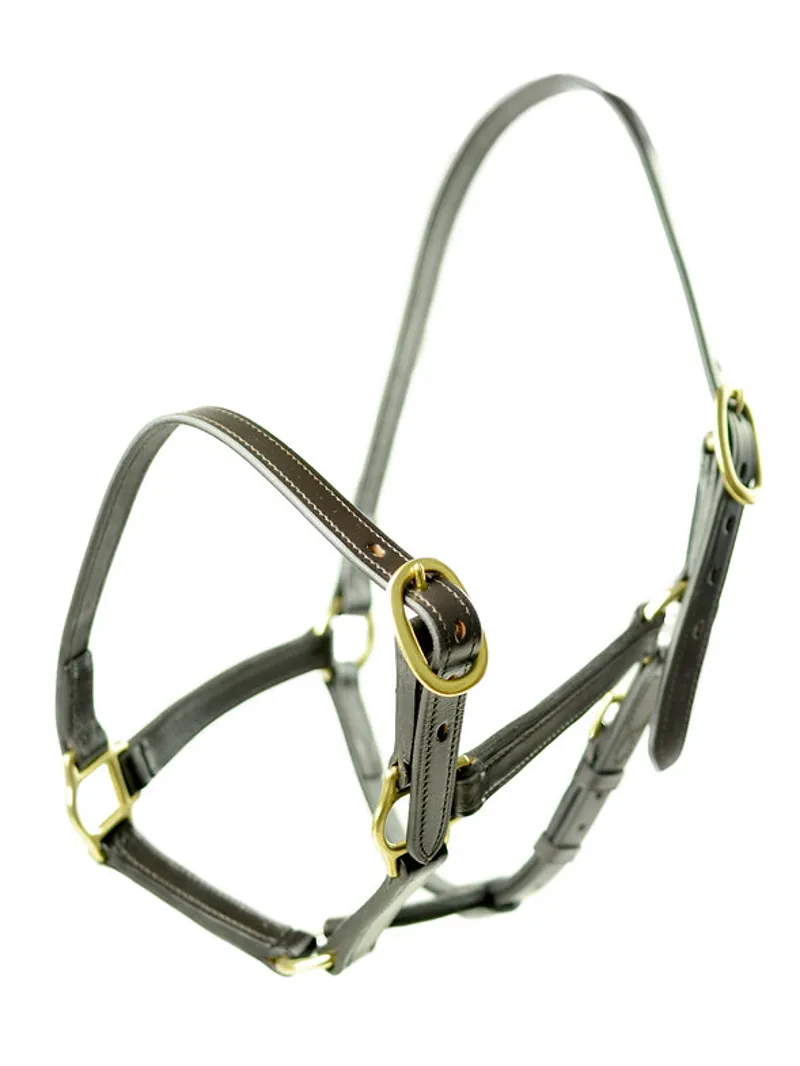 Dever Ascot Weaning to Yearling Headcollar
