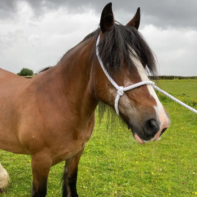 Elico White Rope Halter-1